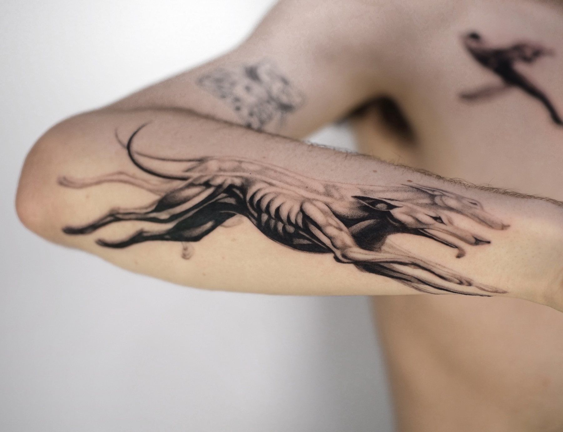 Greyhound, forearm