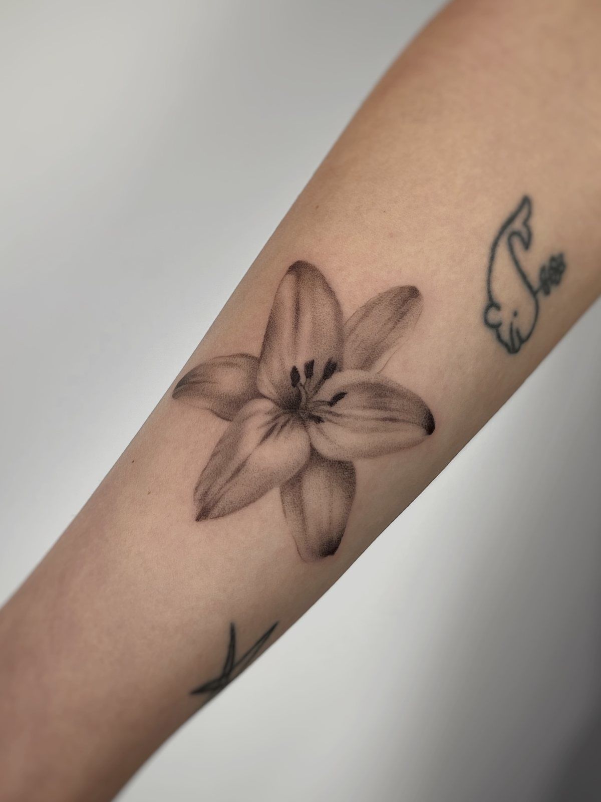 Lily, forearm